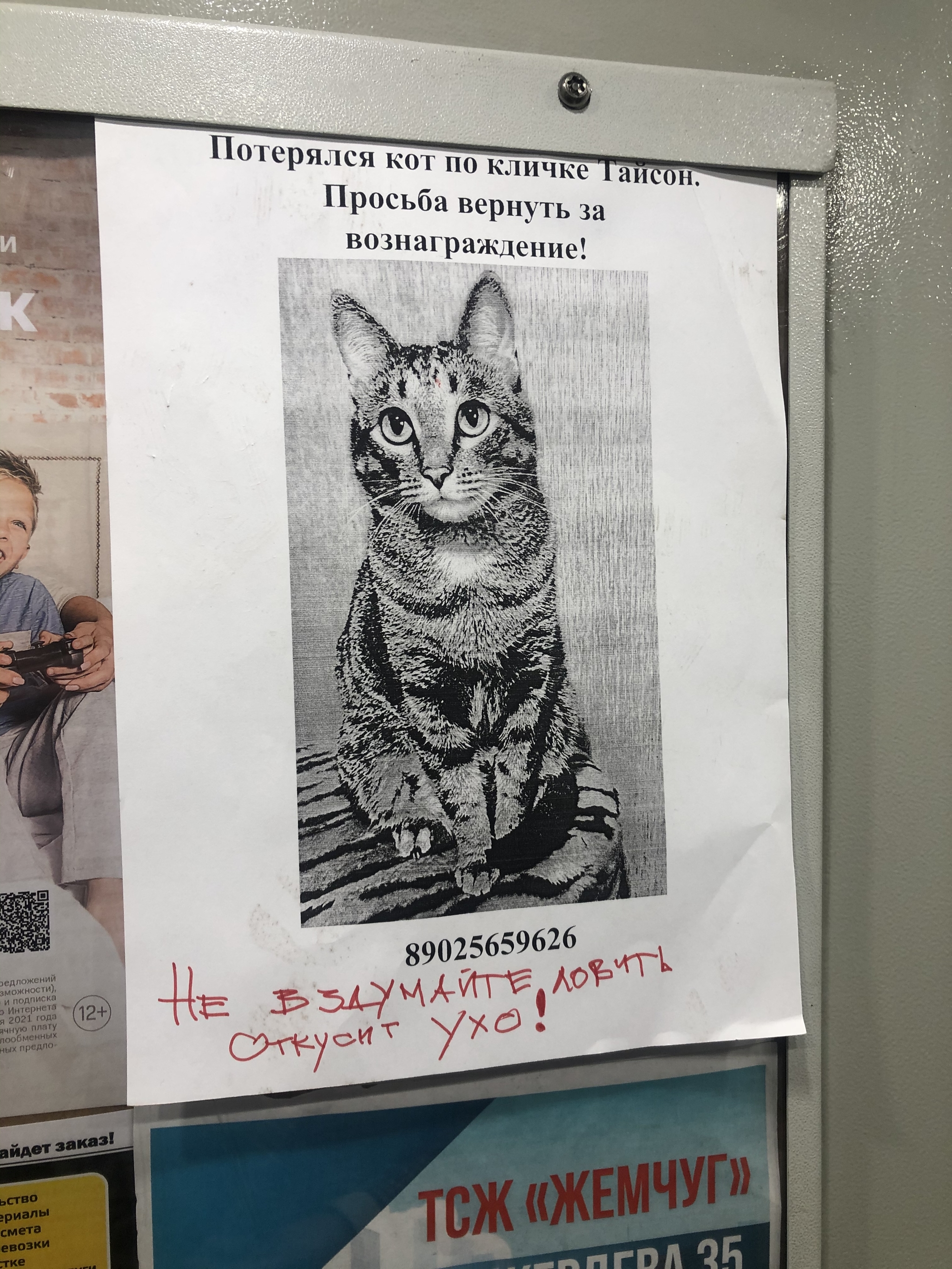 С ним лучше не шутить - Моё, Кот, Пропажа, Объявление, Лифт, Поиск, Потерялся кот, Тайсон