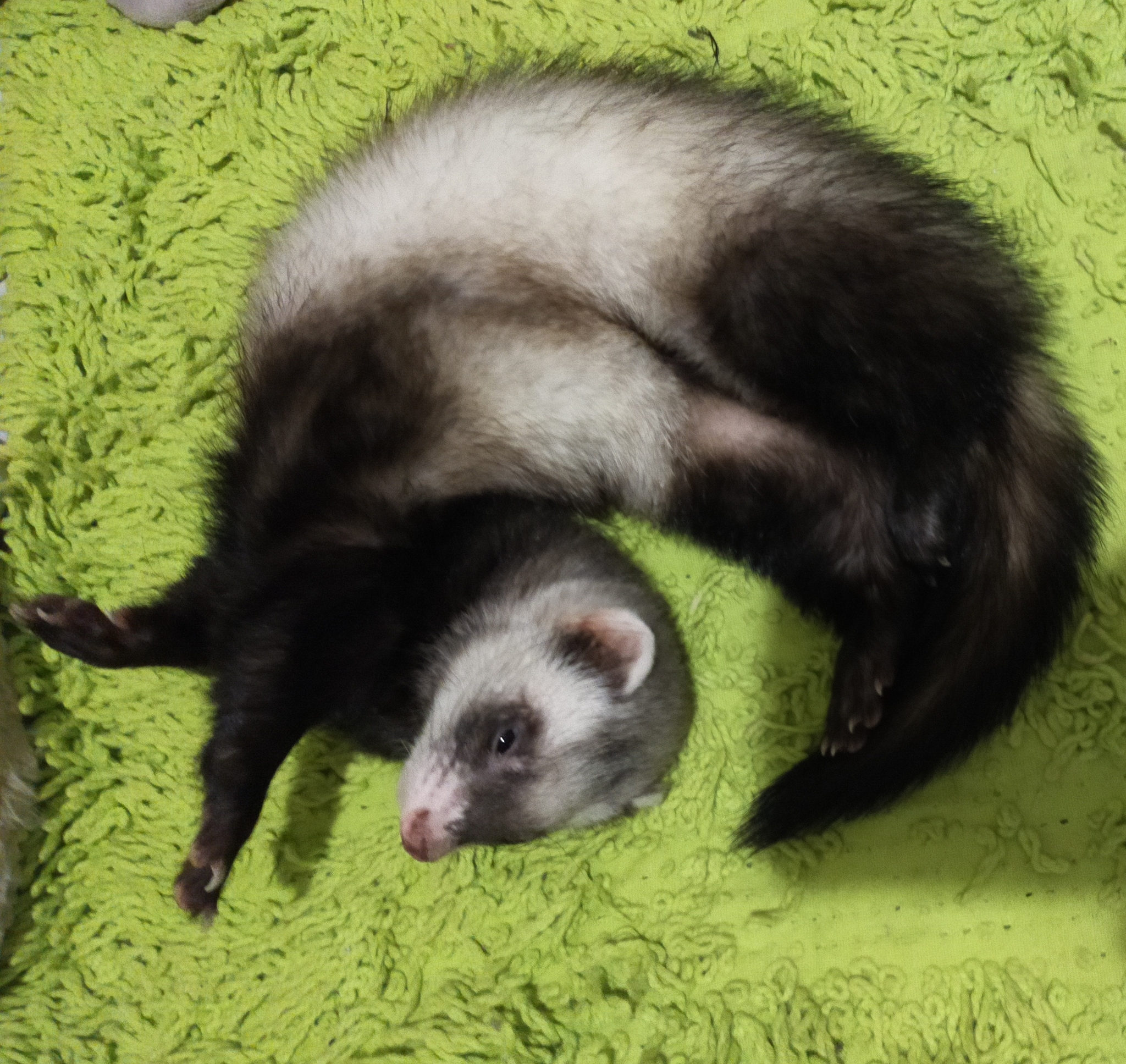 Happy Cosmonautics Day! - My, Ferret, Space, Milota, Weightlessness, April 12 - Cosmonautics Day, Longpost