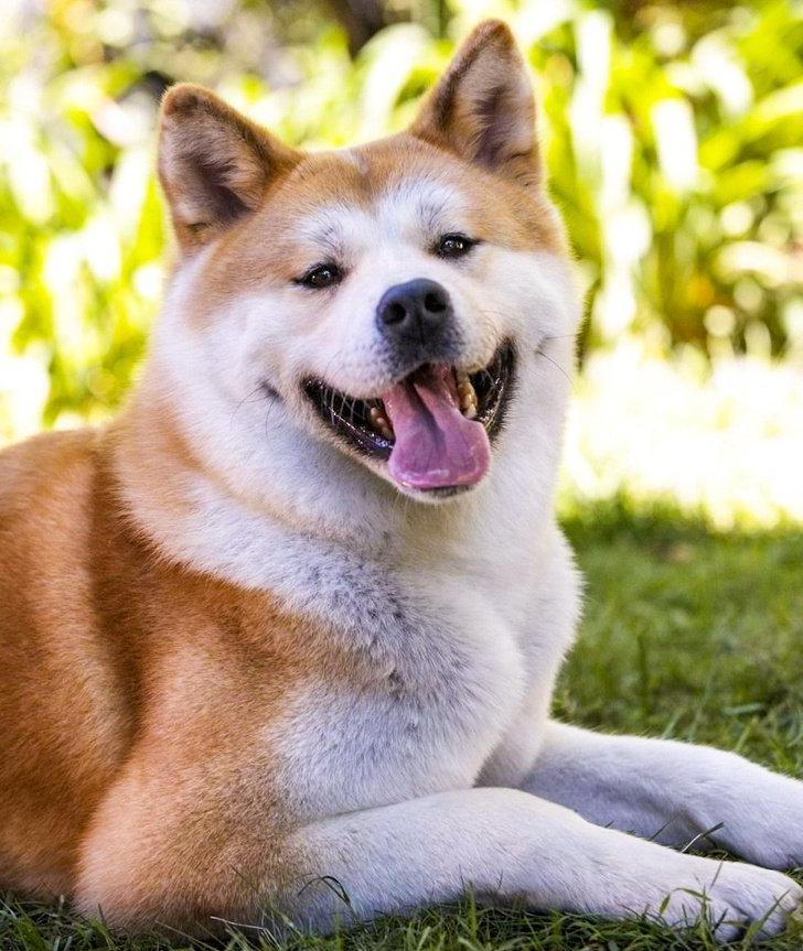 Beautiful breed - Dog, Good, Akita Inu