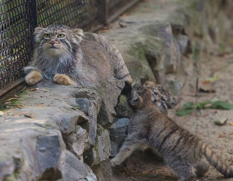 The Joy of Motherhood - Pallas' cat, Kittens, Wild animals, Small cats, Longpost, Cat family, Predatory animals, The photo, Zoo, Young