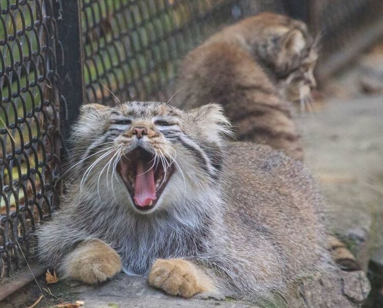 The Joy of Motherhood - Pallas' cat, Kittens, Wild animals, Small cats, Longpost, Cat family, Predatory animals, The photo, Zoo, Young