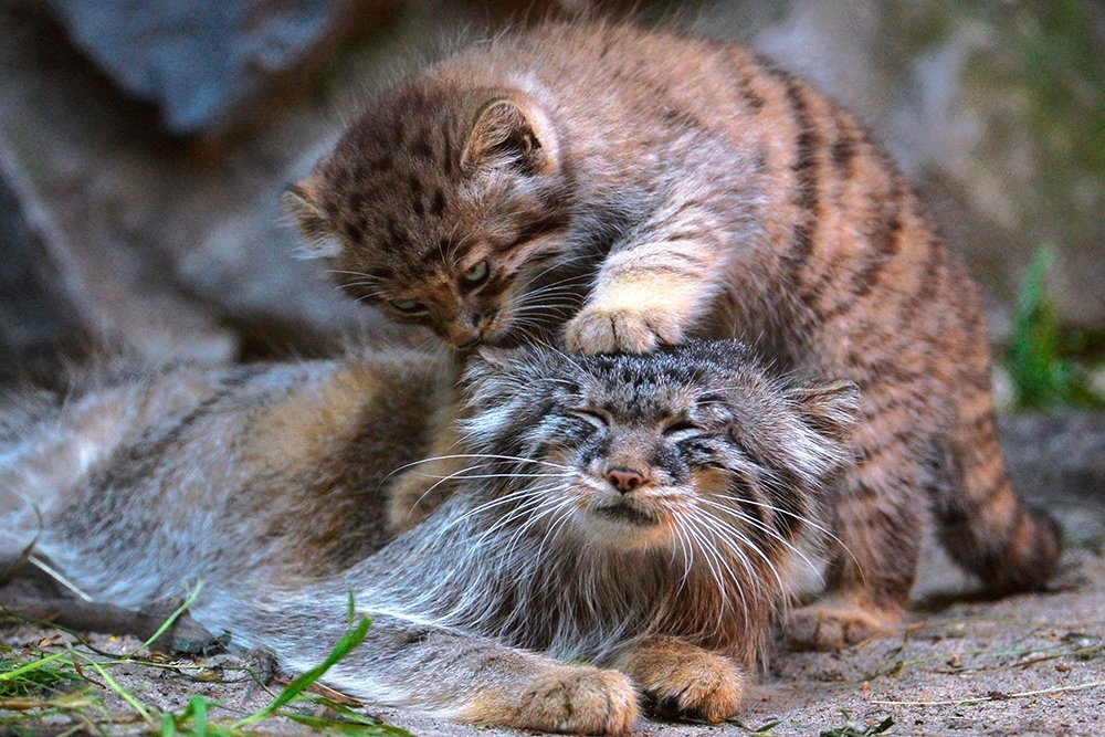 The Joy of Motherhood - Pallas' cat, Kittens, Wild animals, Small cats, Longpost, Cat family, Predatory animals, The photo, Zoo, Young