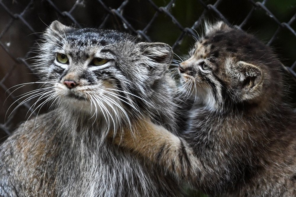 The Joy of Motherhood - Pallas' cat, Kittens, Wild animals, Small cats, Longpost, Cat family, Predatory animals, The photo, Zoo, Young