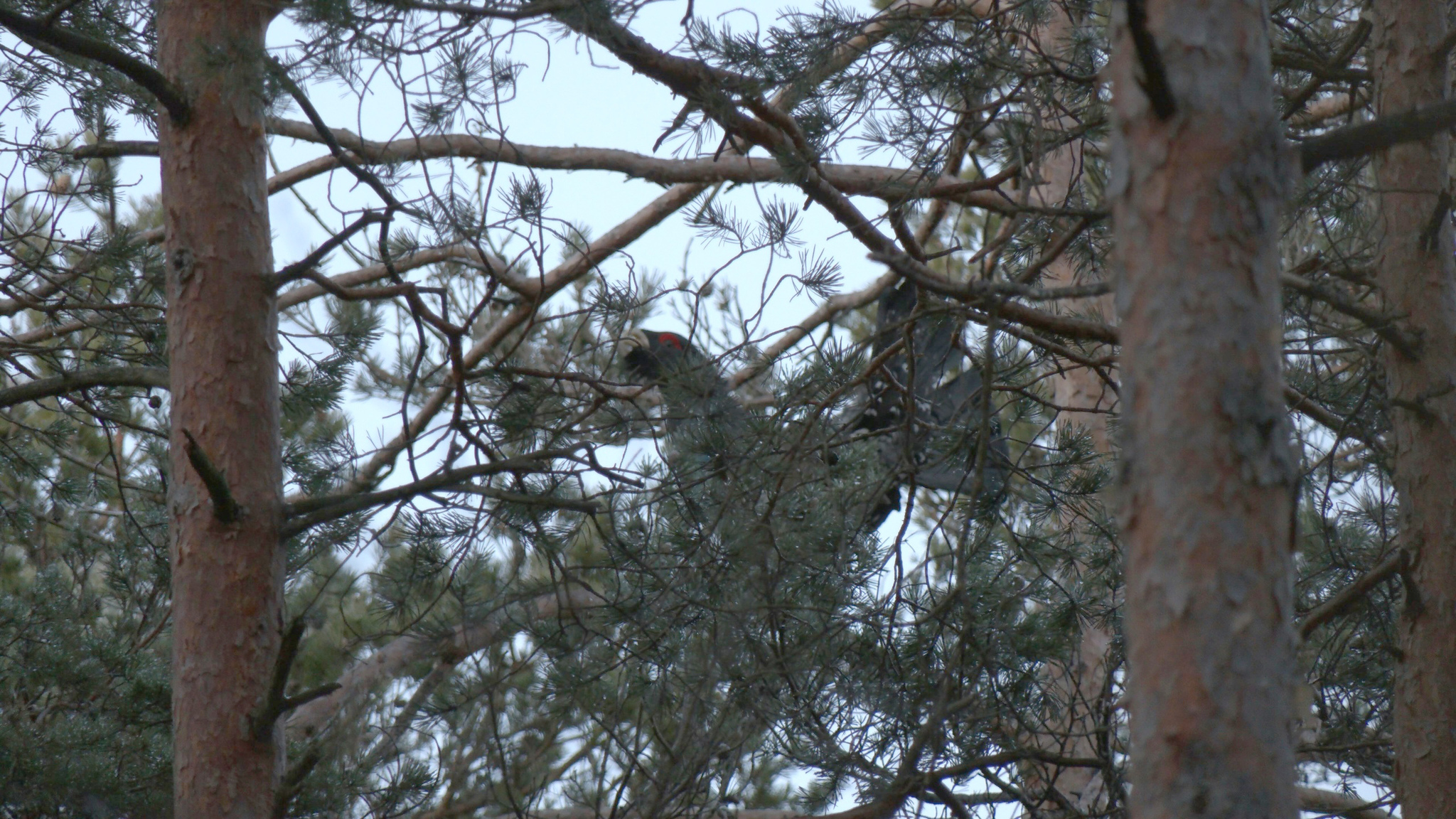 Wood grouse began to display near St. Petersburg - My, Wood grouse, Birds, Spring, Nature, Each creature has a pair, Longpost, Currenting