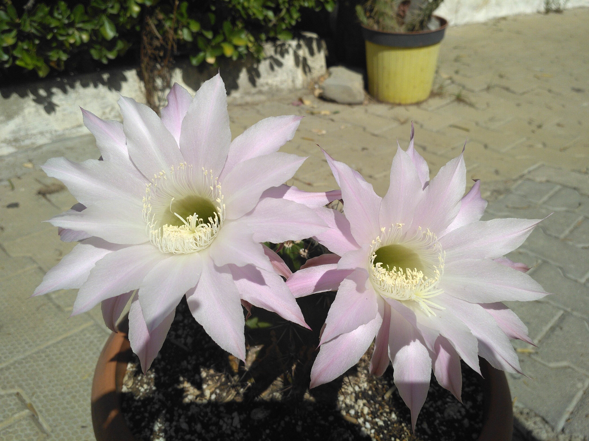 street cactus - My, Cactus, Echinopsis cactus, Mobile photography