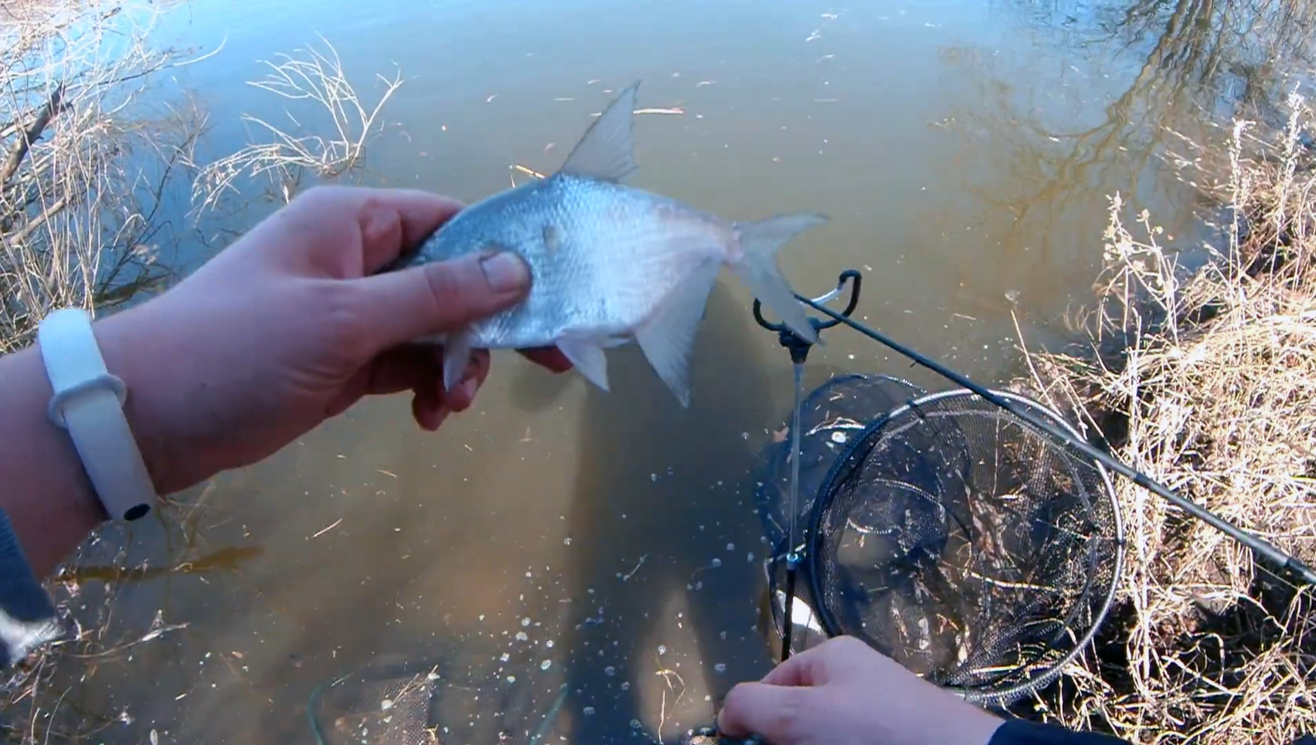 Spring is red! Opening of the feeder season on the Voronezh River - My, Fishing, Feeder, Donka, Roach, Scoundrel, Gustera, Open season, Catching, Bottom fishing, Video, Longpost