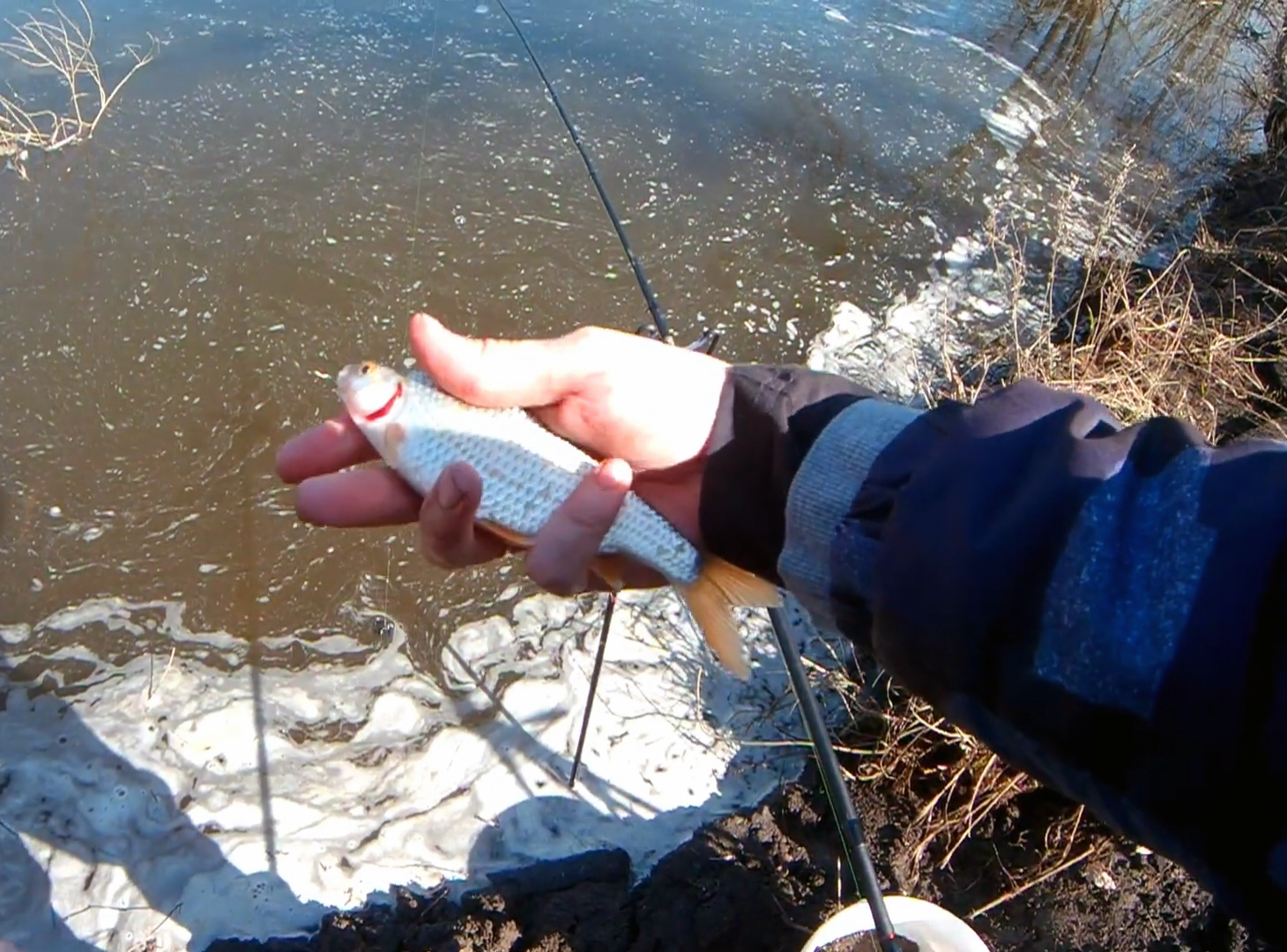 Spring is red! Opening of the feeder season on the Voronezh River - My, Fishing, Feeder, Donka, Roach, Scoundrel, Gustera, Open season, Catching, Bottom fishing, Video, Longpost