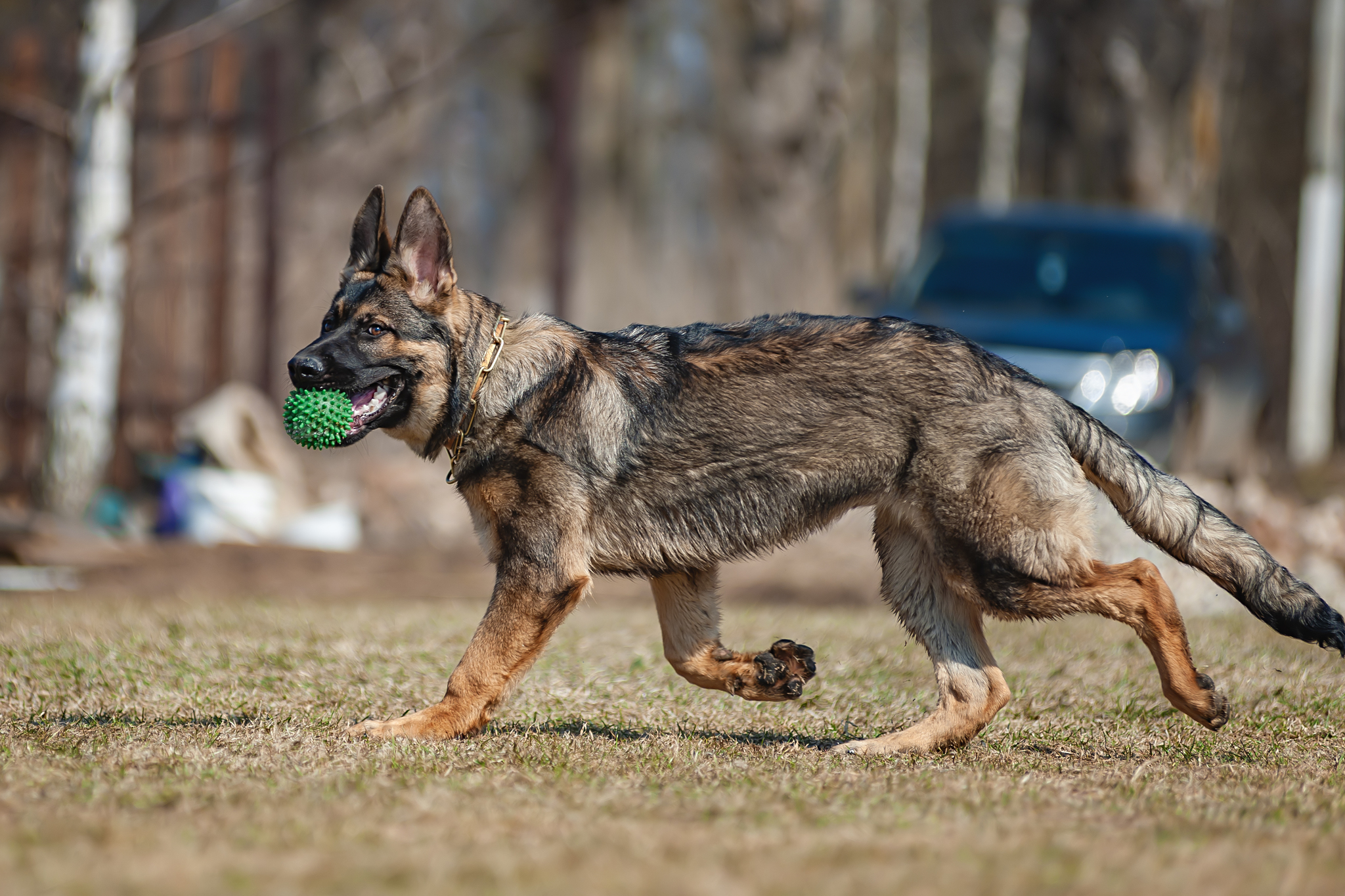 Thea and Baron are growing up little by little)) - My, Puppies, German Shepherd, The photo, Spring, Longpost, Dog