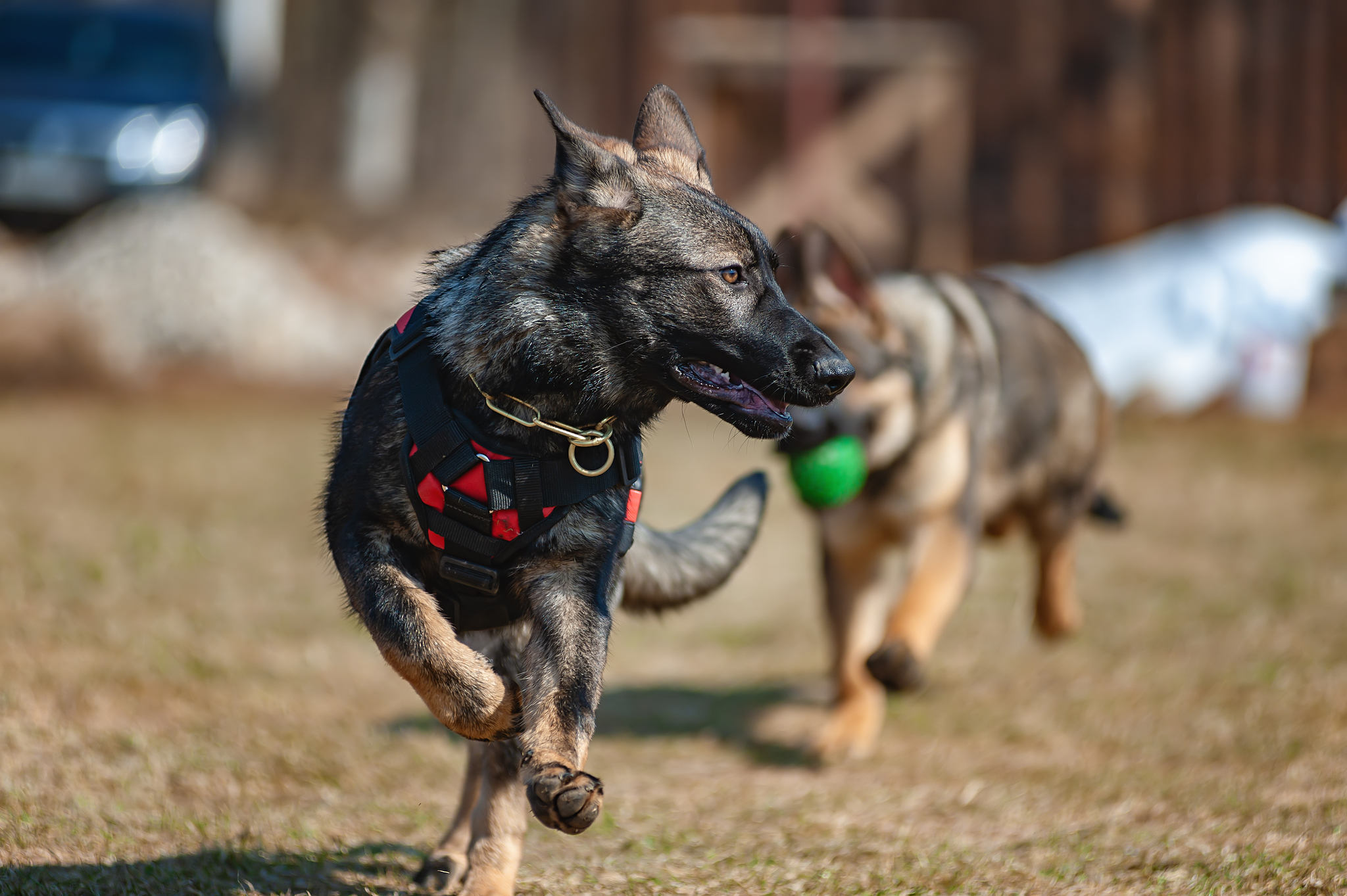 Thea and Baron are growing up little by little)) - My, Puppies, German Shepherd, The photo, Spring, Longpost, Dog