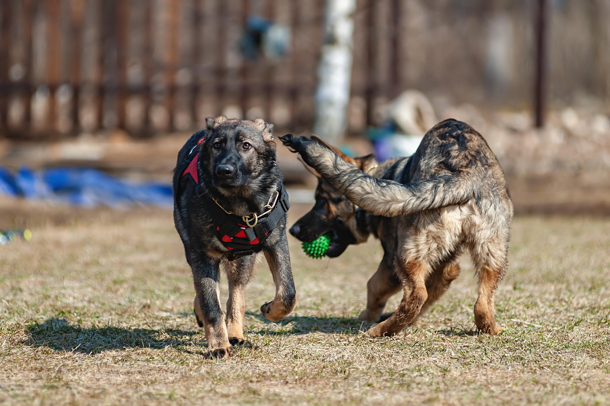 Thea and Baron are growing up little by little)) - My, Puppies, German Shepherd, The photo, Spring, Longpost, Dog