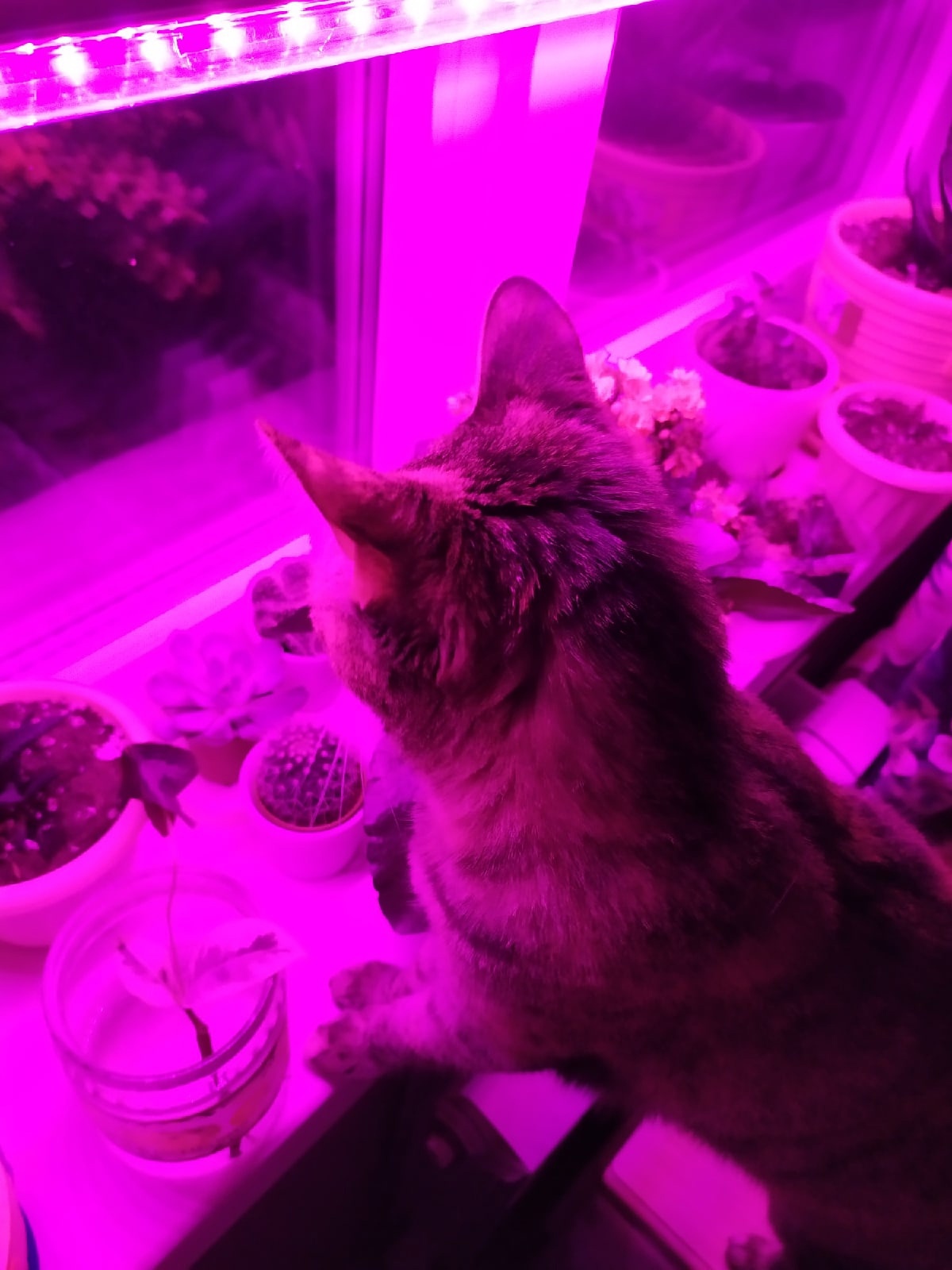 My little paradise <3 - My, Cancer and oncology, Tricolor cat, Longpost, cat, Houseplants