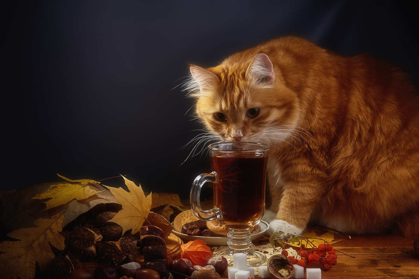 It smells so interesting... - cat, Redheads, Goblets