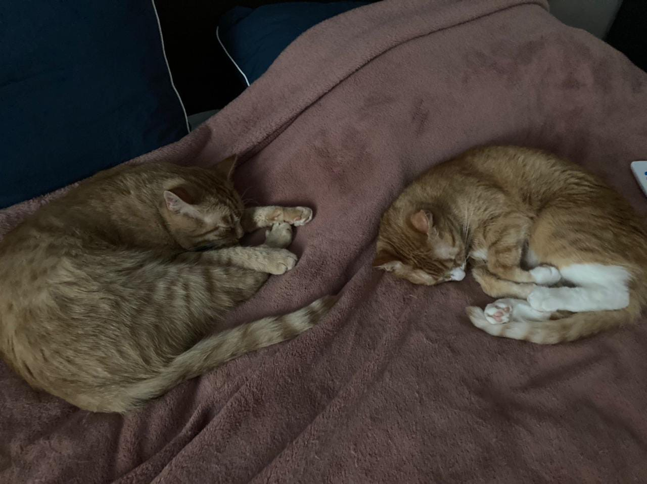 Continuation of the post “Someone threw two ginger cats onto the street in the Leningrad region (Tosno). We are urgently looking for a home!” - My, cat, Redheads, House, Reply to post, Longpost