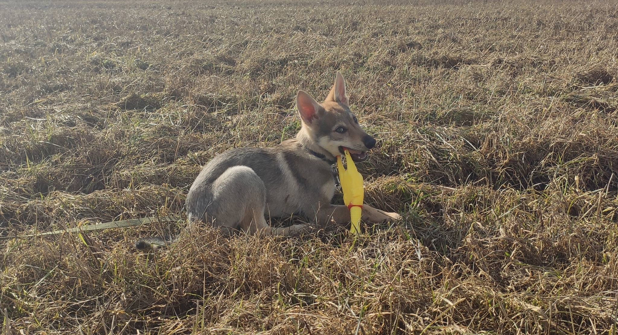 Czechoslovakian Wolfdog - a month at home - My, Czechoslovak Vlcak, Dog, Puppies, Longpost