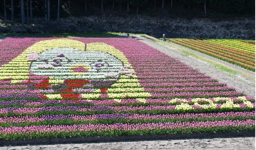 1 million tulips in western Japan delight visitors - Japan, The park, Tulips, Flowers, beauty, Tanto, Video, Longpost