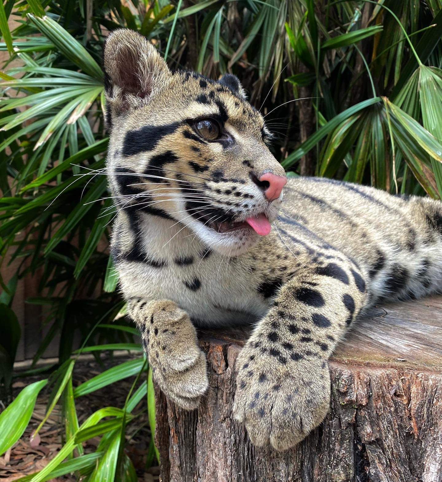 Beautiful cat? - Clouded leopard, Cat family, Milota, Rare view, Big cats, Reserves and sanctuaries, Australia, Longpost, Video, Animals, Wild cat center, Predatory animals