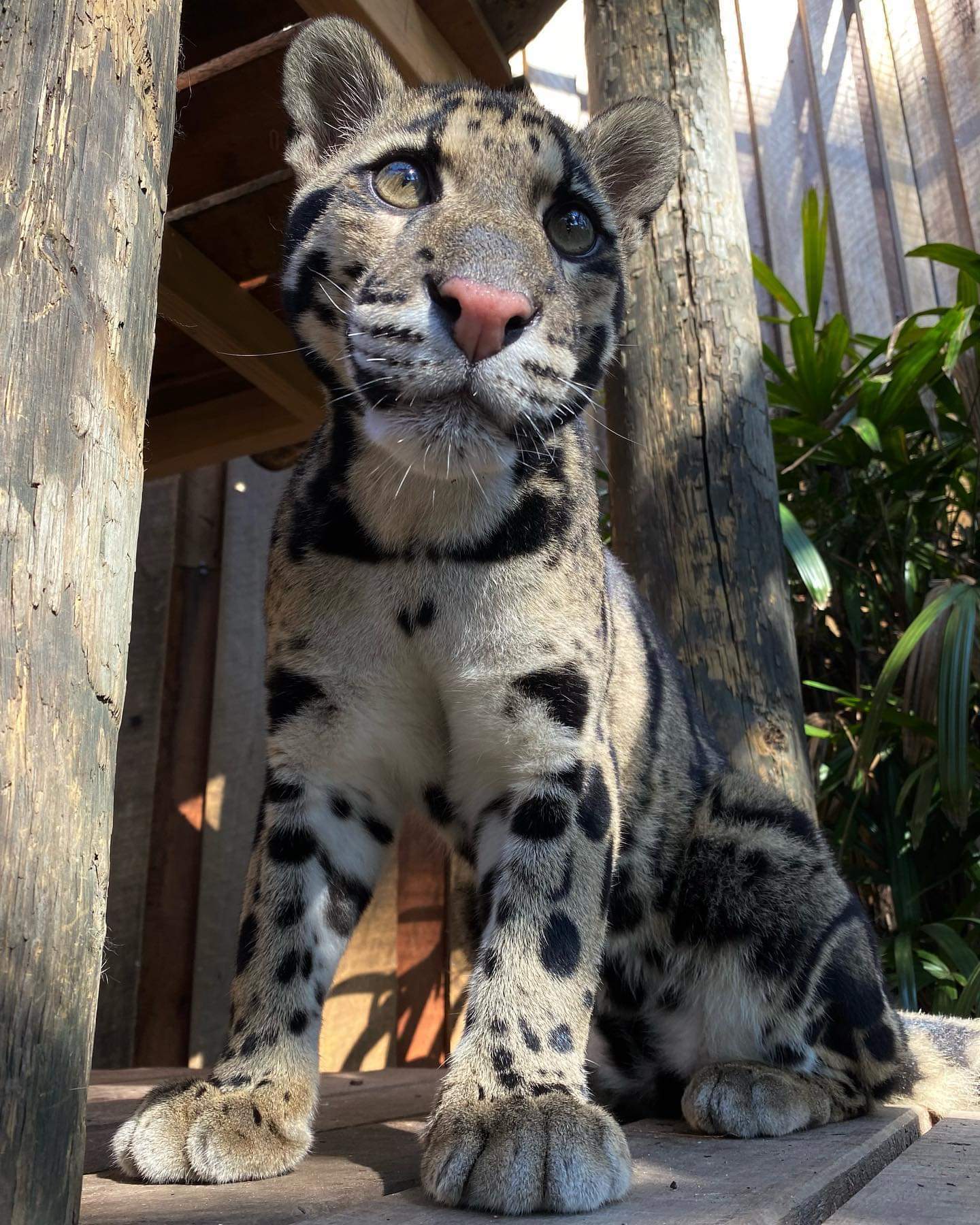 Beautiful cat? - Clouded leopard, Cat family, Milota, Rare view, Big cats, Reserves and sanctuaries, Australia, Longpost, Video, Animals, Wild cat center, Predatory animals