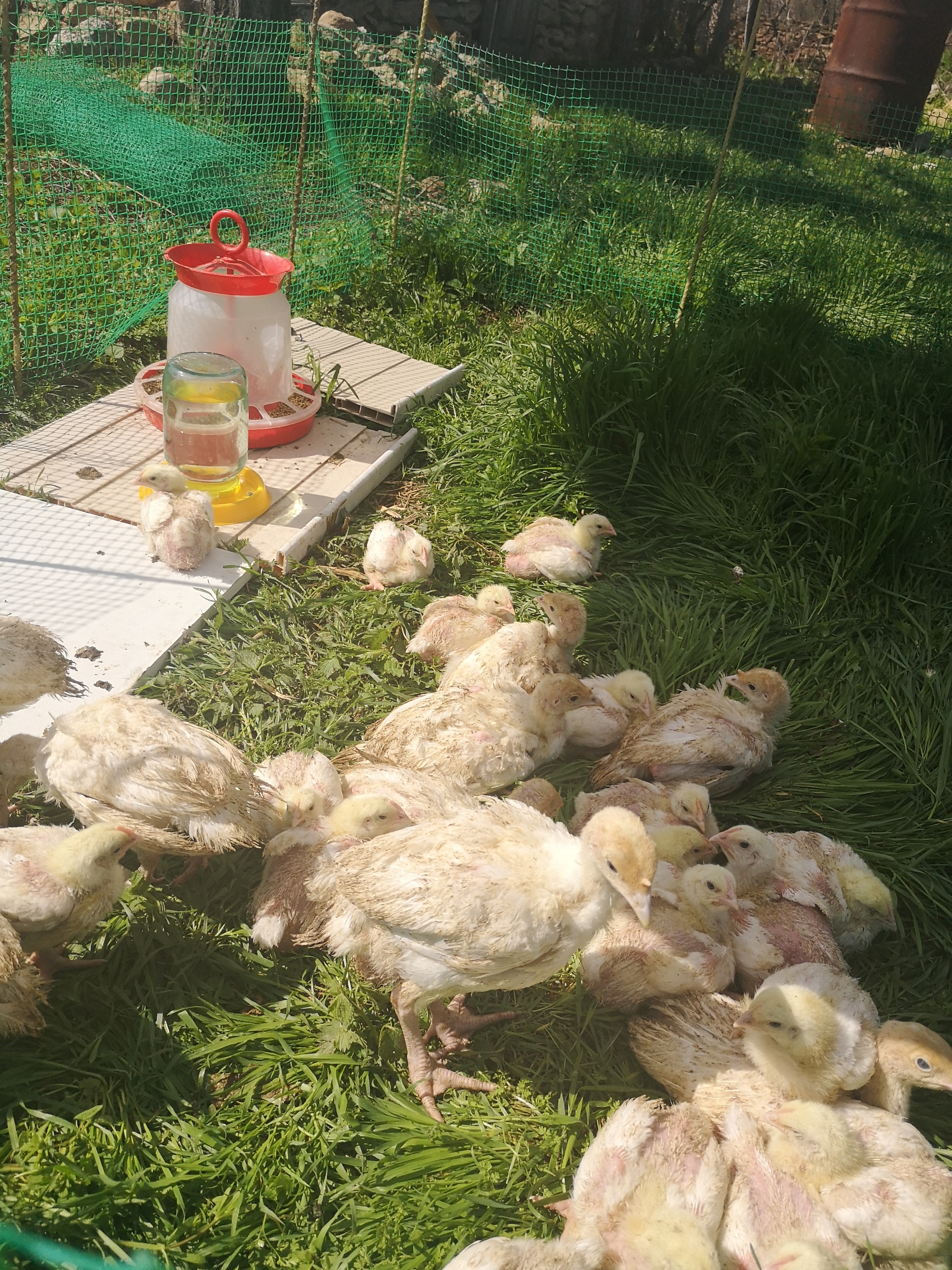 Chicken Kingdom - My, Chickens, Broilers, Turkey, Longpost