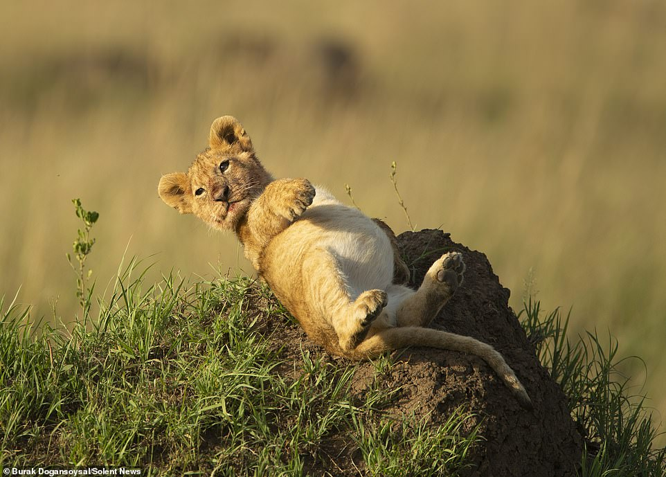 The only thing better than a lion cub is an overfed lion cub! - a lion, Lion cubs, Big cats, Meat, Delicious, Cat family, Predator, Wild animals, The photo, Milota, Stomach, Animals, Africa, Kenya, Masai Mara, Reserves and sanctuaries, wildlife, Young, Longpost