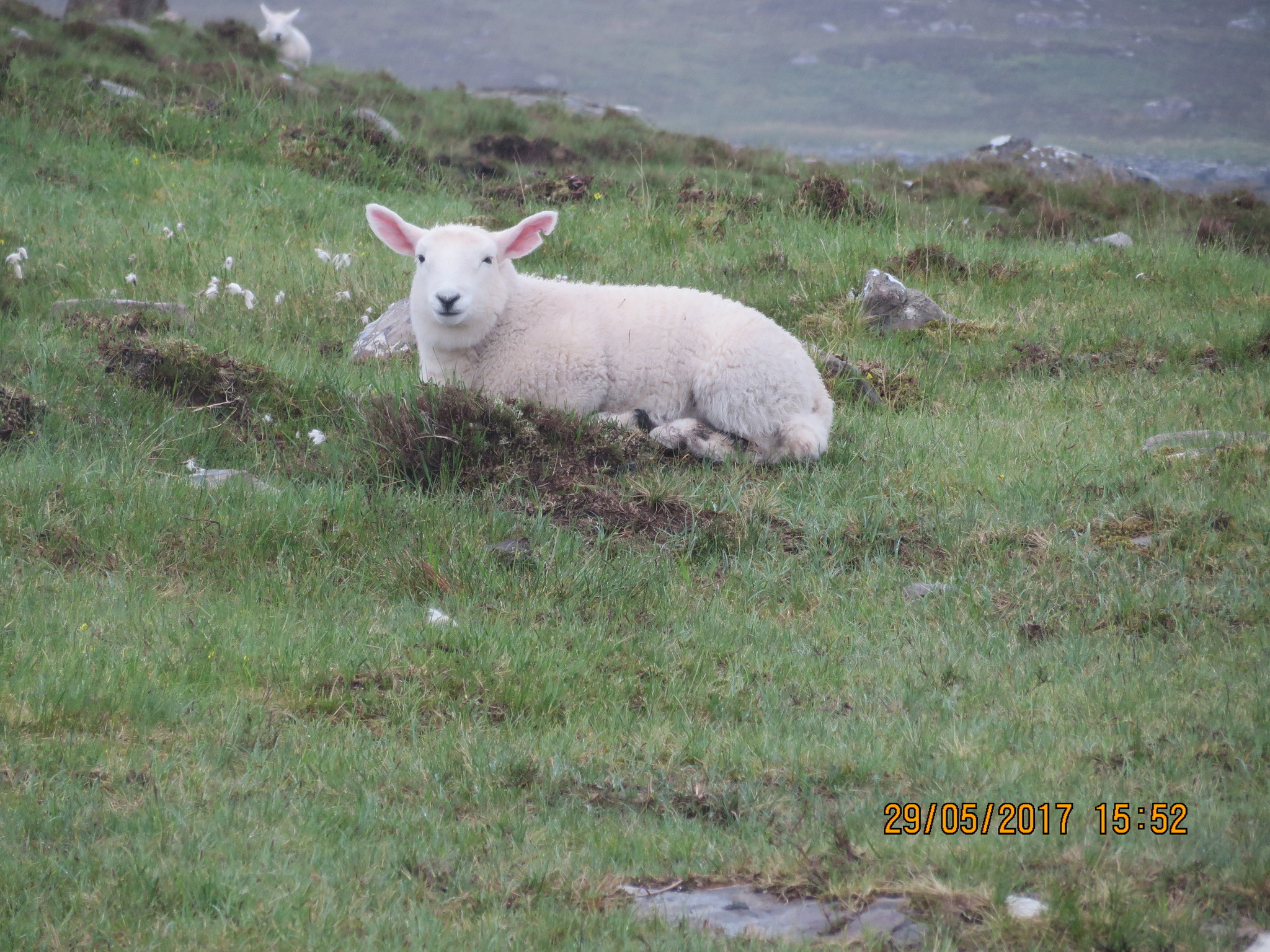 The wildest places in Scotland. Applecross Peninsula - My, Travels, Scotland, The mountains, Lake, Excursion, Longpost