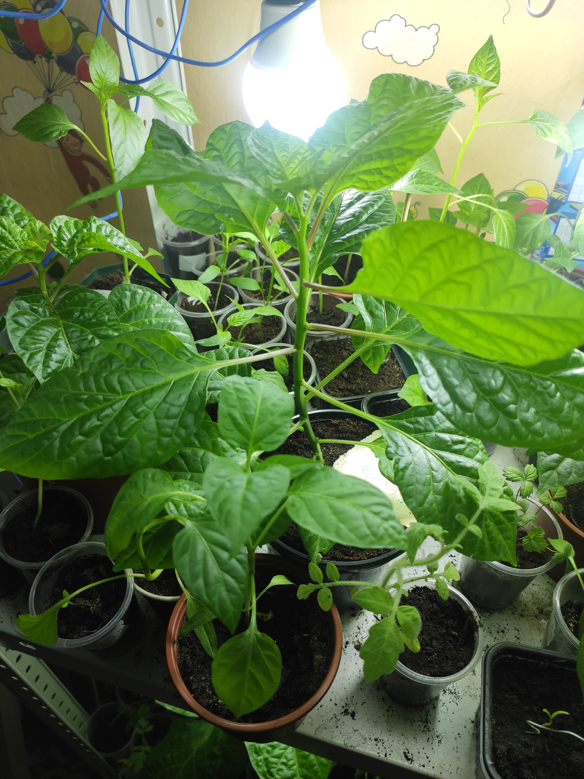 New attack of peppers - Hot peppers, Vegetable garden on the windowsill, Longpost