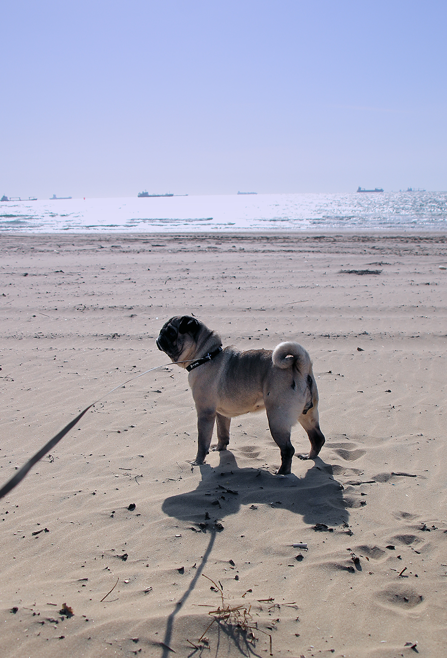 пегий пес бегущий краем моря