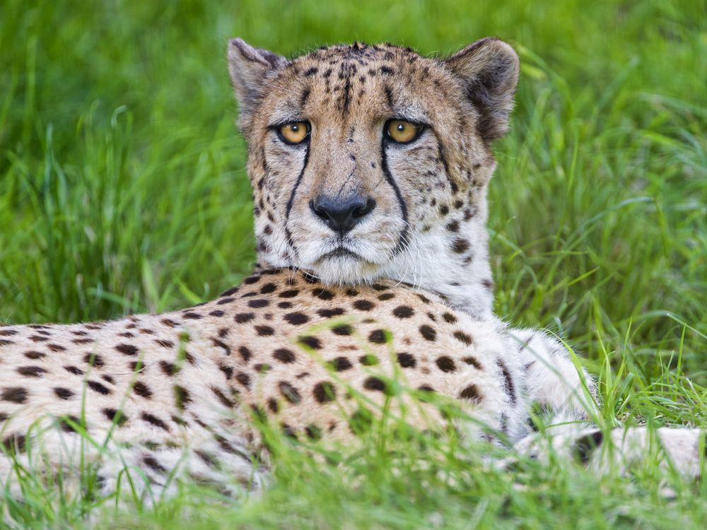 Cheetahs - Cheetah, Small cats, Animals, Zoo, The photo, Cat family, Longpost