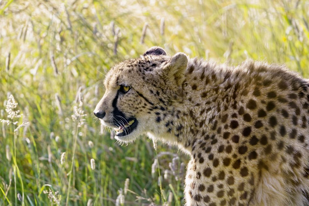 Cheetahs - Cheetah, Small cats, Animals, Zoo, The photo, Cat family, Longpost