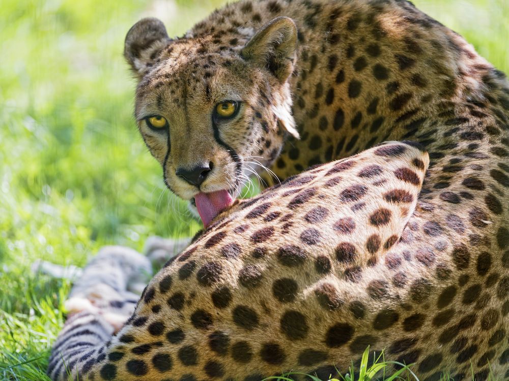 Cheetahs - Cheetah, Small cats, Animals, Zoo, The photo, Cat family, Longpost