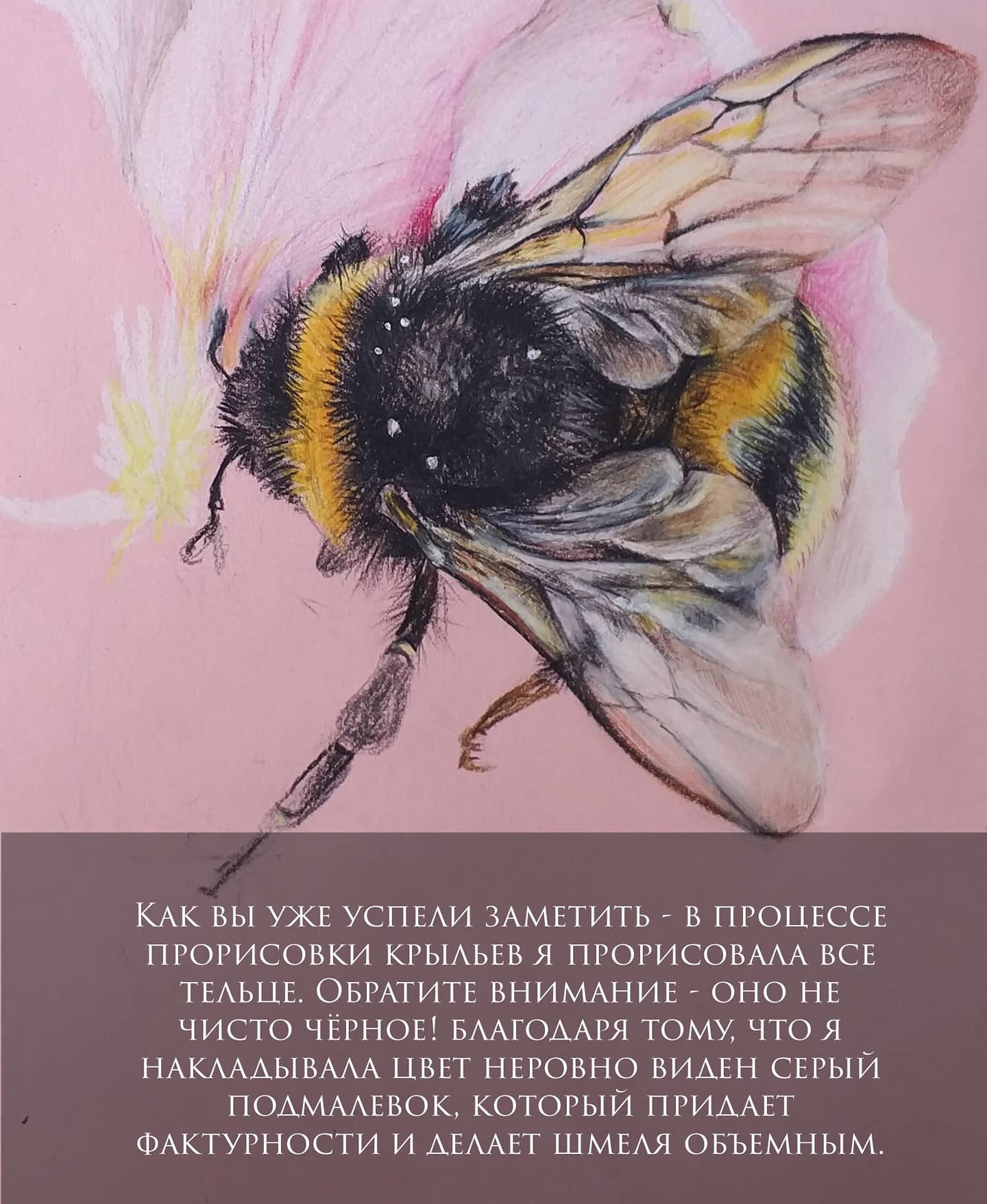 Lesson 2. Fluffy cutie. Part 2 - My, Bumblebee, Insects, Drawing lessons, Colour pencils, Watercolor pencils, Spring, Longpost