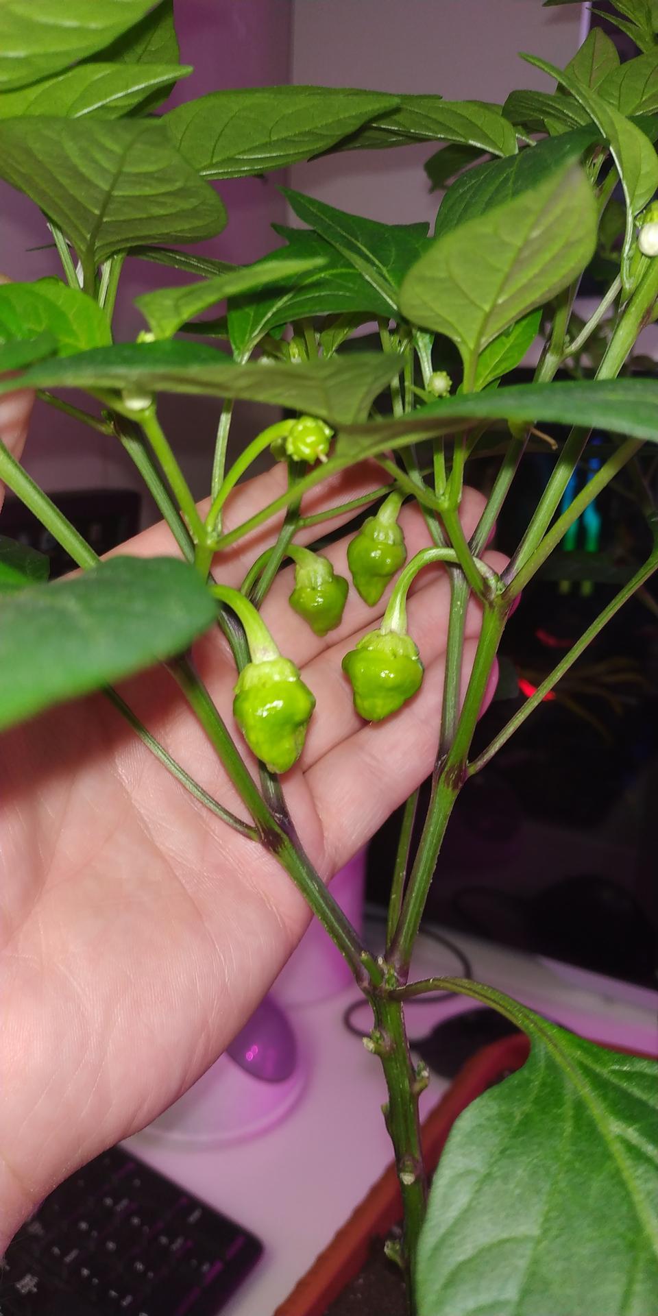 Northern peppers. Part 5. Short - My, Pepper farming, Hot peppers, Growing, Longpost