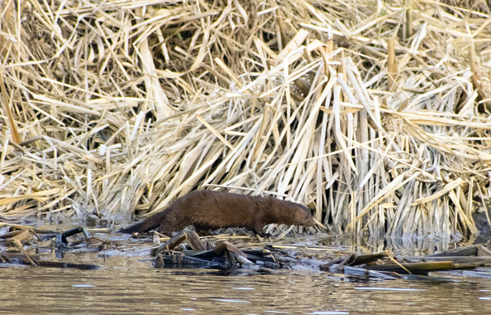 Zagarbnik from Pivnichnoi America - My, Nature, The nature of Russia, Mink, The beast, Animals, Walk, Adventures, Klyazma, River, Schelkovo, Video, Longpost, Wild animals