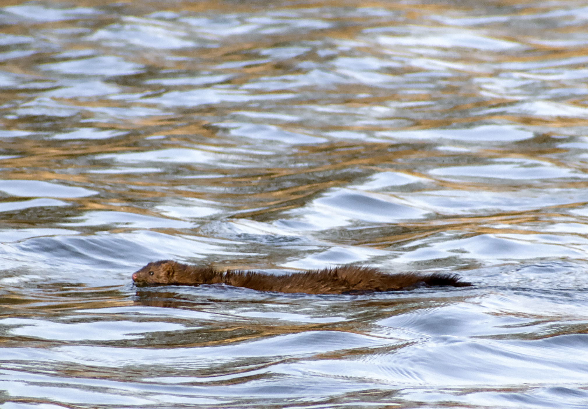 Zagarbnik from Pivnichnoi America - My, Nature, The nature of Russia, Mink, The beast, Animals, Walk, Adventures, Klyazma, River, Schelkovo, Video, Longpost, Wild animals