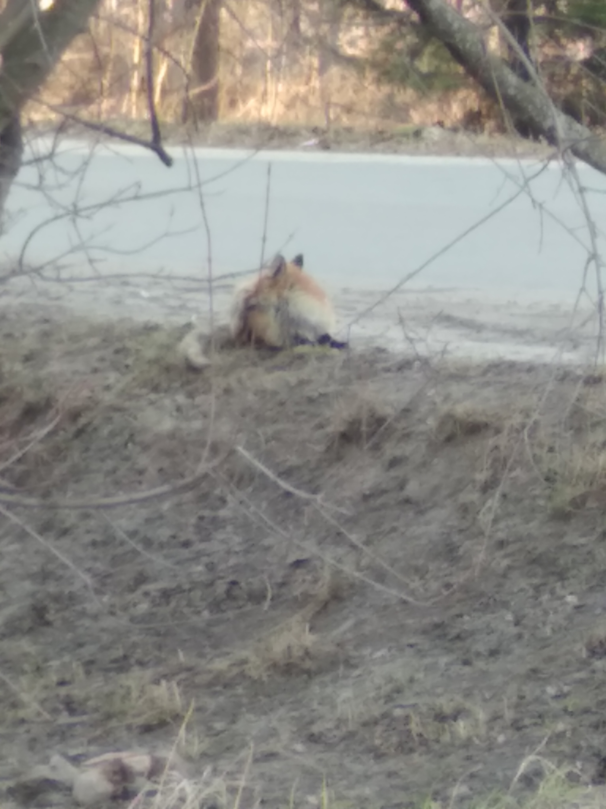 Fox in the city - My, Yaroslavl, Fox, Town, Wild animals, Longpost