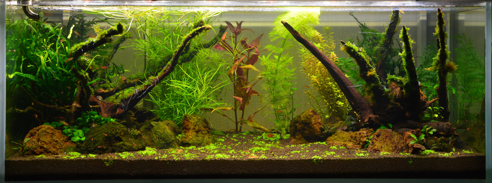 Continuation of the post “Restarting the Aquarium” - My, Aquarium, Aquascape, Aqua design, Reply to post