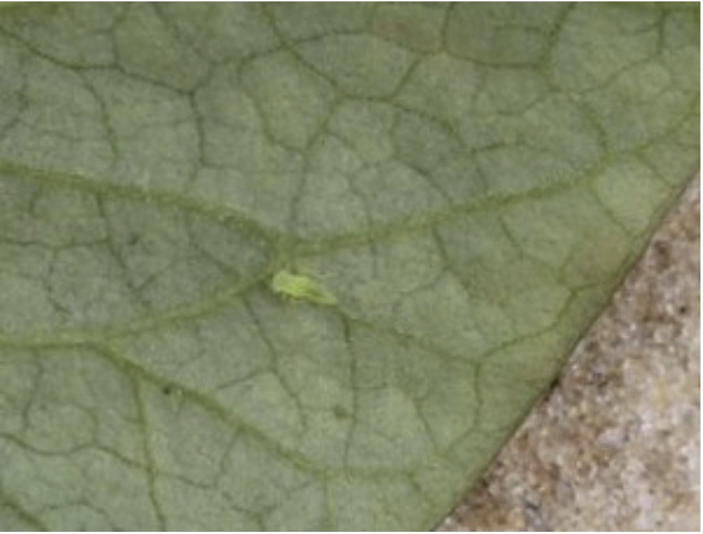 Sweet potato. Continuation - My, Vegetable growing, Sweet potato, Growing, Longpost