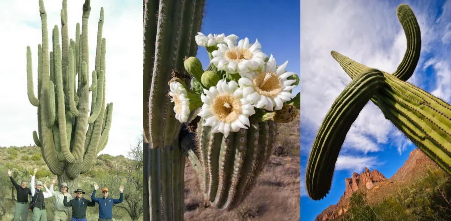 Gigantic cactus. Birds build nests in the stamens of its flowers. - Cactus, Nature, Plants, Yandex Zen, Longpost