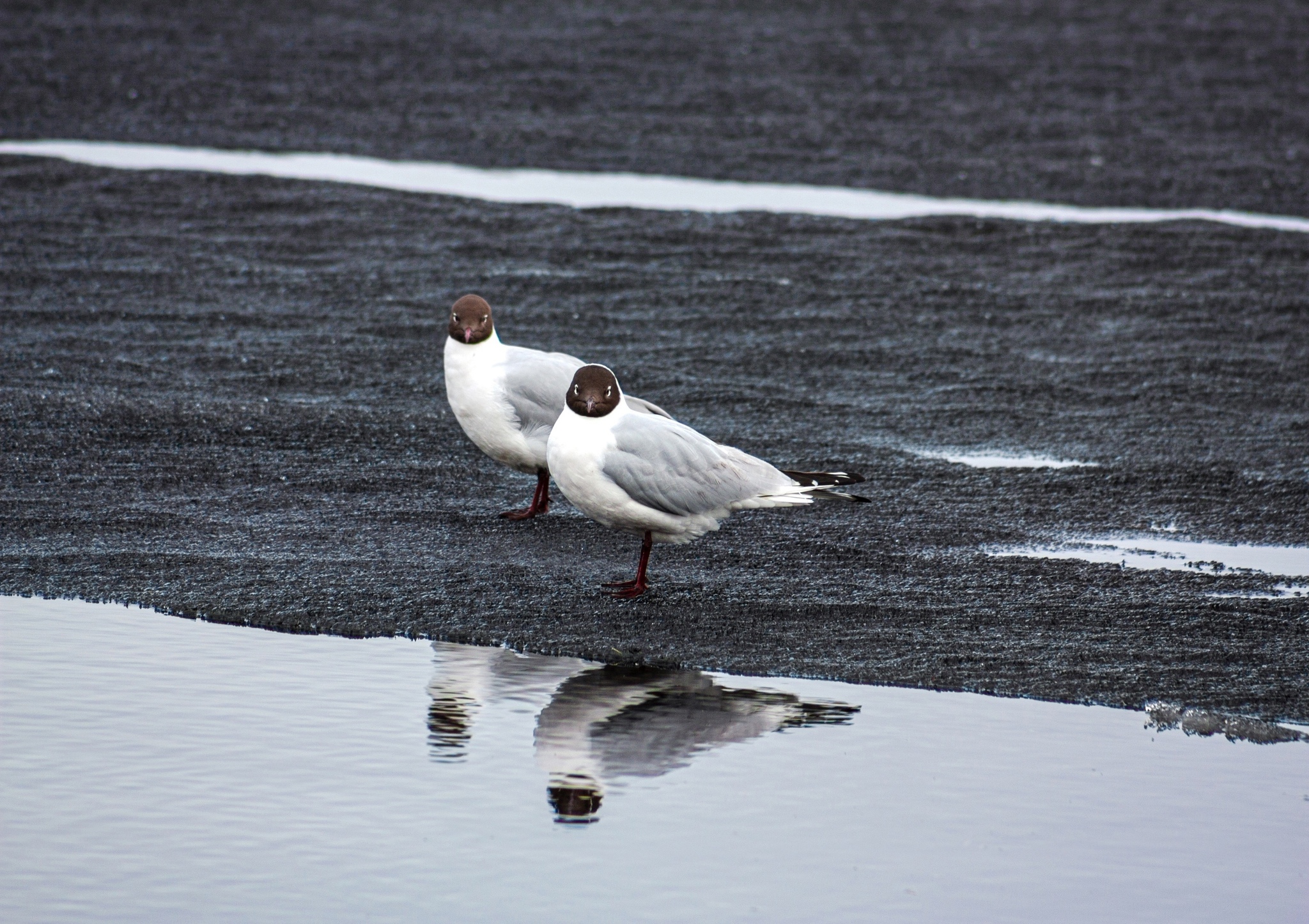 Black-headed gulls on Lake Onega - My, Seagulls, Spring, Lake Onega, Petrozavodsk