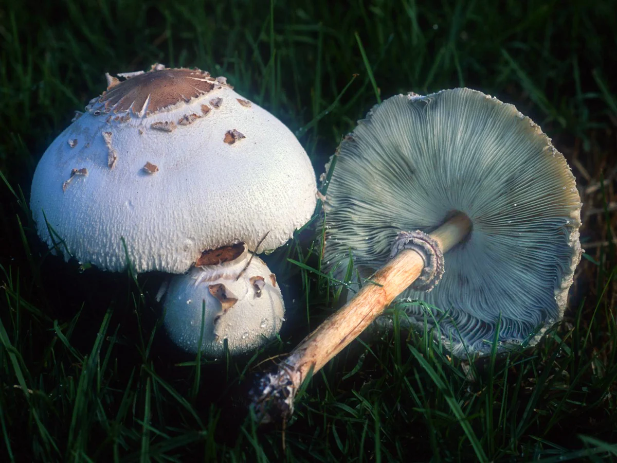 This is not a toadstool! - Mushrooms, Umbrella Mushroom, Forest, Yandex Zen, Longpost