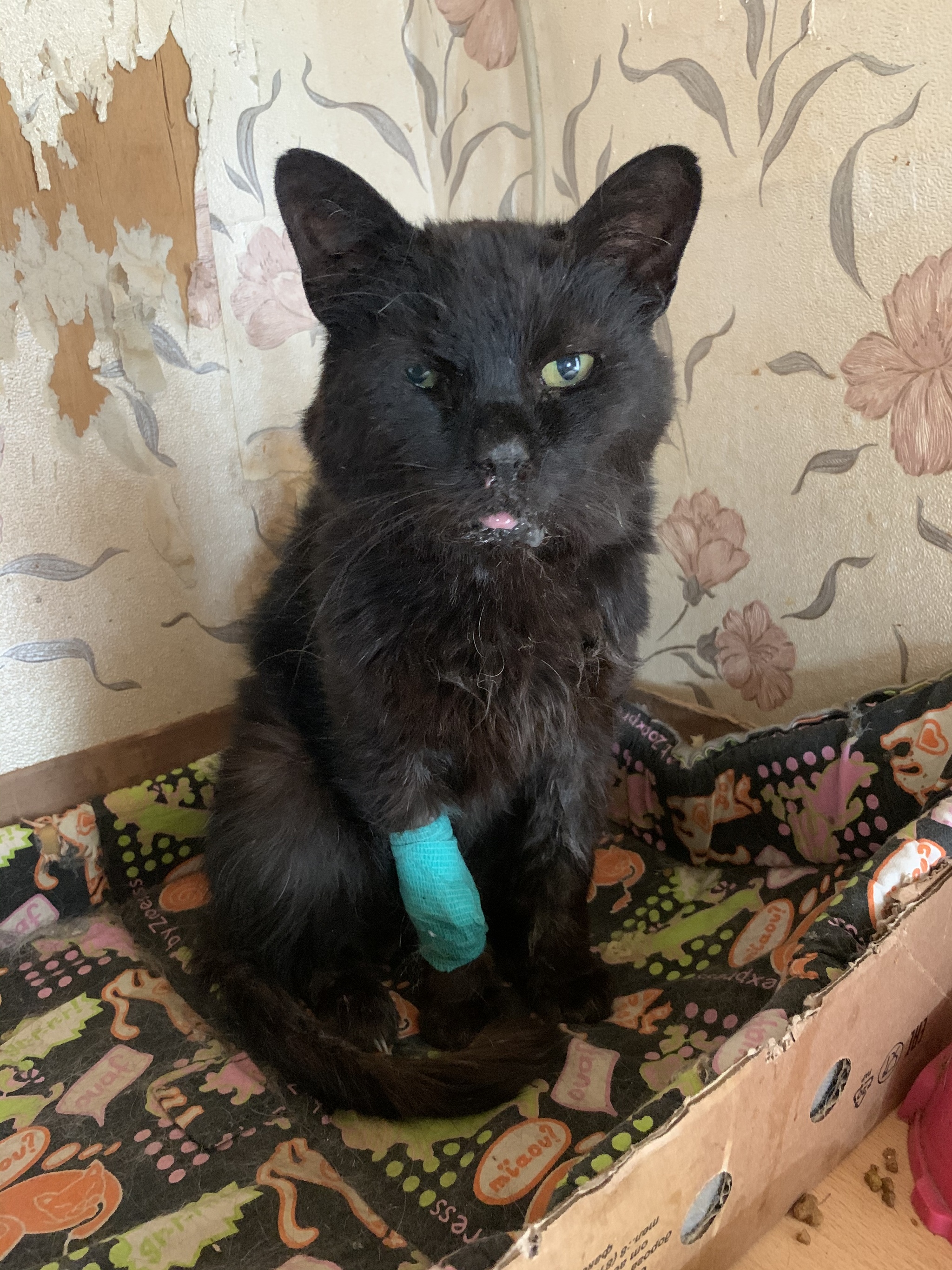 Animalrescueed's answer to “How we get “heavy” animals. Again a cat with FIV (feline immunodeficiency virus) - My, cat, Animal Rescue, Veterinary, Homeless animals, Kindness, Teeth, Reply to post, Longpost