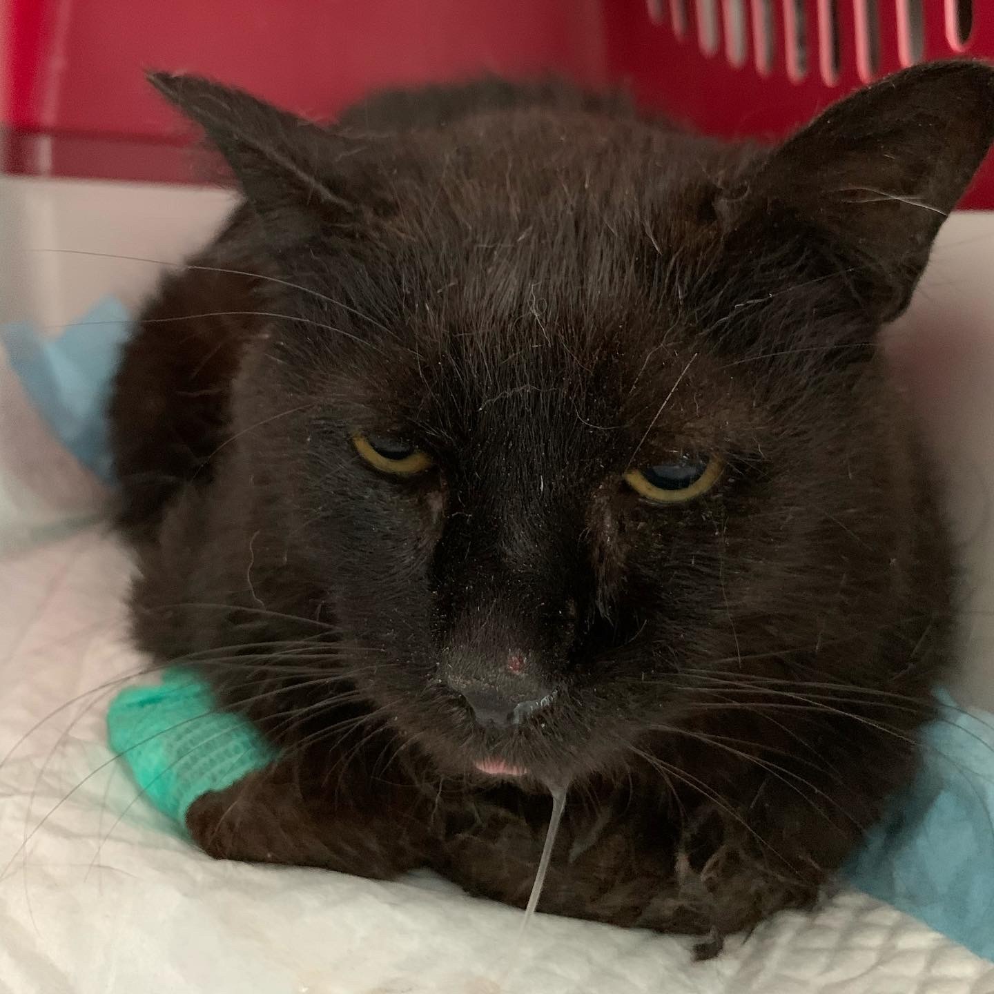 Animalrescueed's answer to “How we get “heavy” animals. Again a cat with FIV (feline immunodeficiency virus) - My, cat, Animal Rescue, Veterinary, Homeless animals, Kindness, Teeth, Reply to post, Longpost