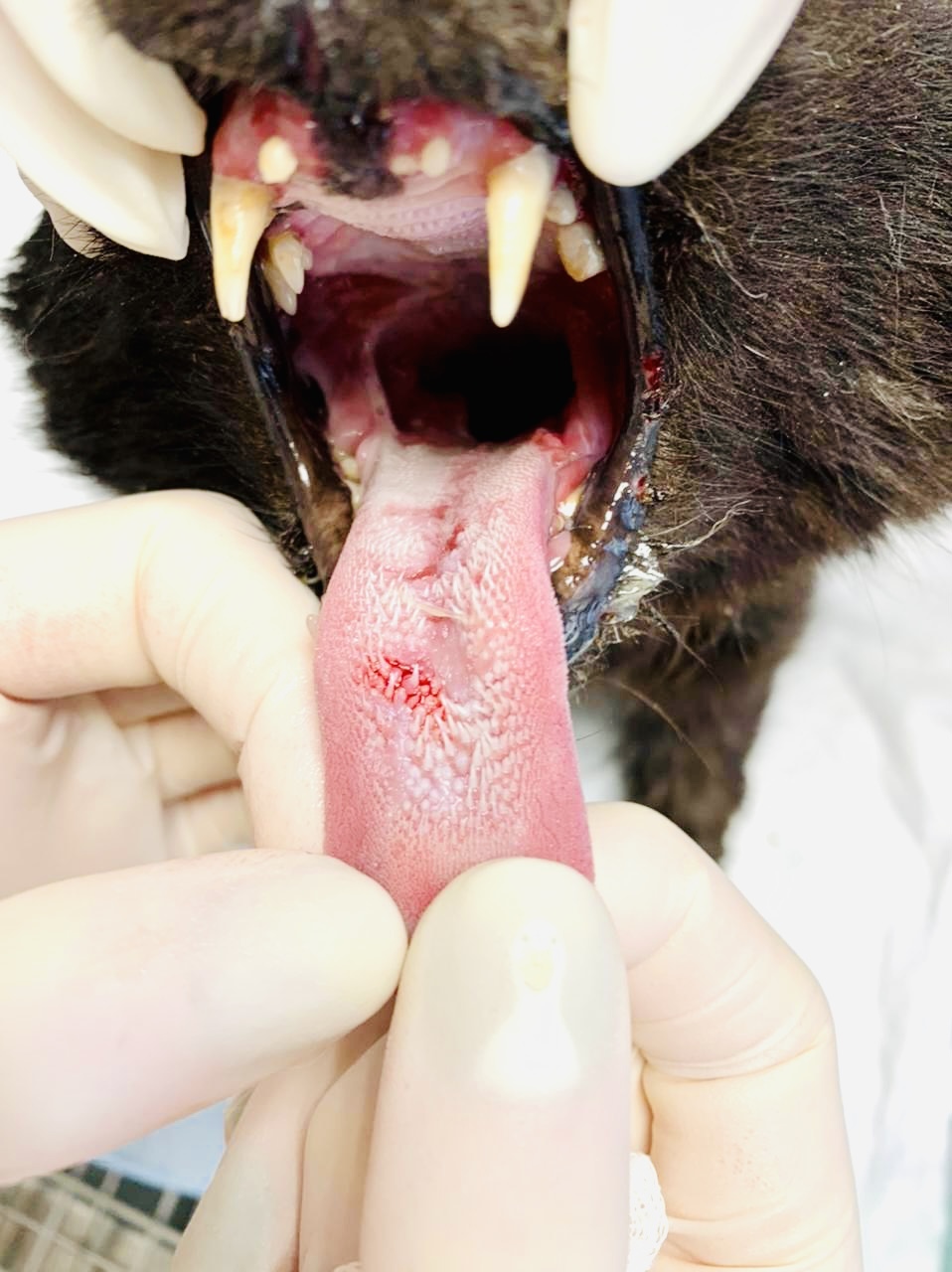 Animalrescueed's answer to “How we get “heavy” animals. Again a cat with FIV (feline immunodeficiency virus) - My, cat, Animal Rescue, Veterinary, Homeless animals, Kindness, Teeth, Reply to post, Longpost