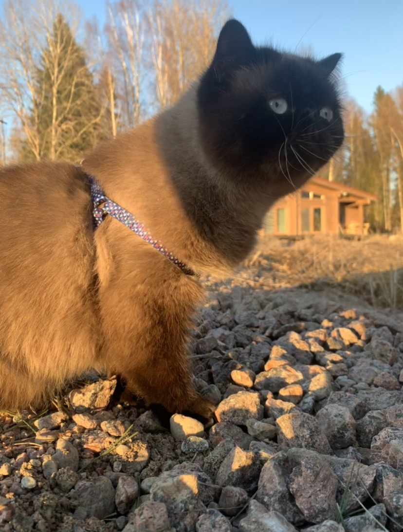 When you really want to go for a walk - My, Leningrad region, cat, Walk, Nature, Longpost