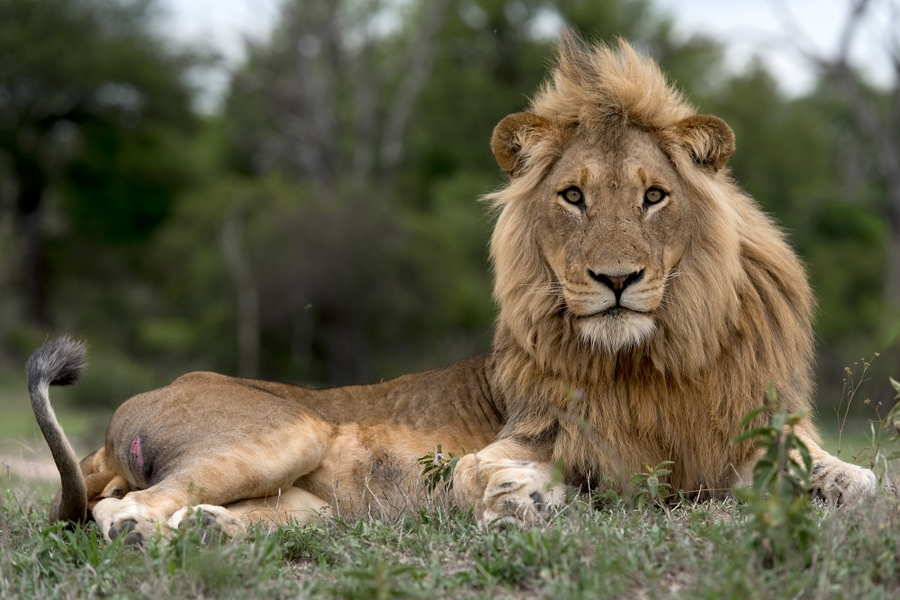 Lay down to rest... - a lion, Big cats, Cat family, Predator, Wild animals, The photo, Sergey Gorshkov, wildlife