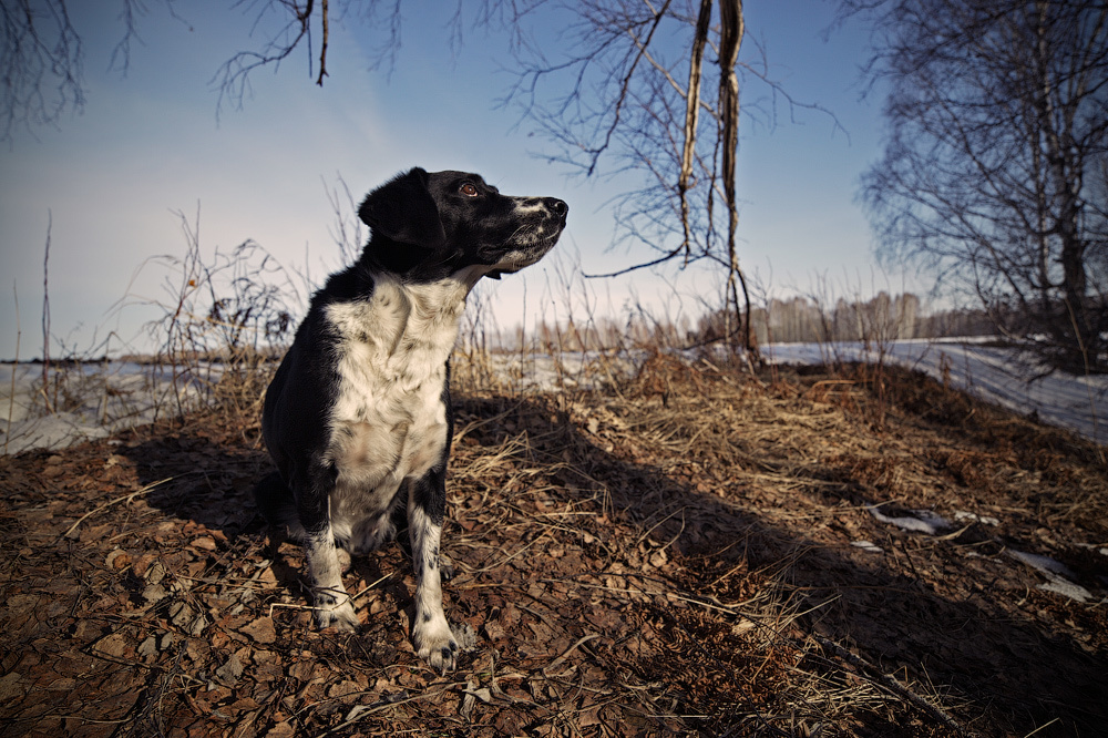 Memories of a friend - My, Dog, Memory, The photo, Longpost, Death, Pets