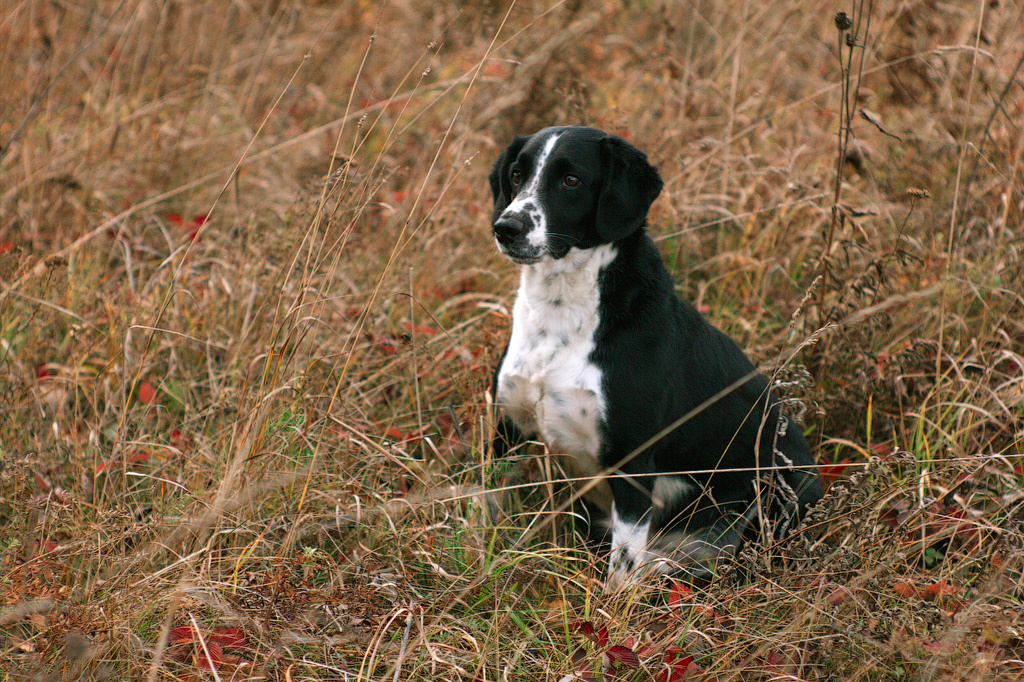 Memories of a friend - My, Dog, Memory, The photo, Longpost, Death, Pets