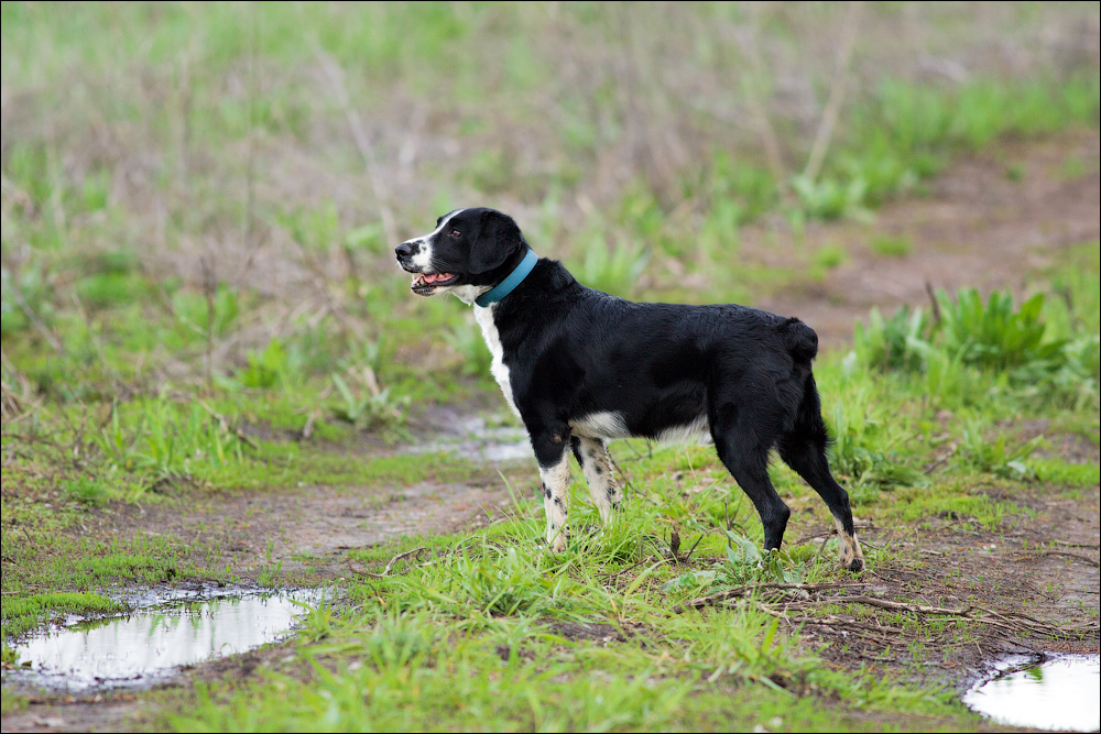 Memories of a friend - My, Dog, Memory, The photo, Longpost, Death, Pets