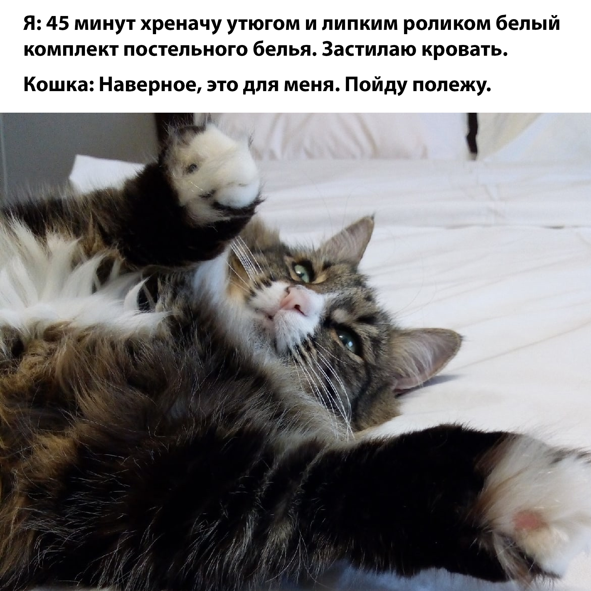 This is probably for me) - My, cat, Milota