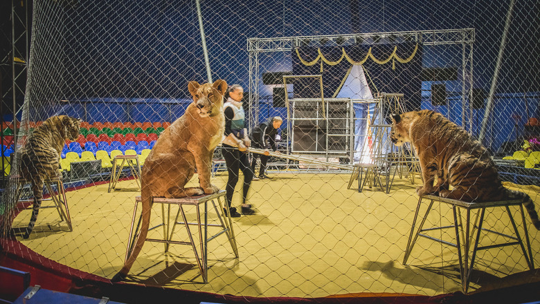 Can there be a circus without animals? Opinions of artists and animal rights activists - Tiger, Cat family, Wild animals, Circus, Artist, Animal defenders, Opinion, Longpost