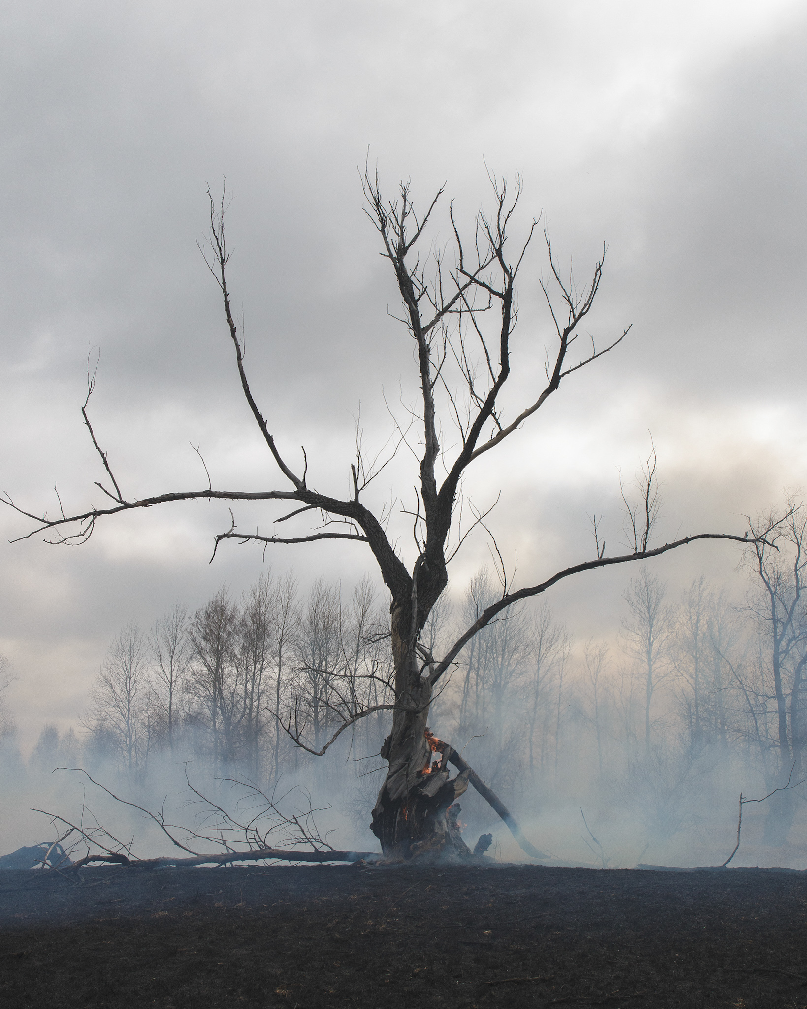 Scorched earth - My, Forest fires, Tobolsk, Fire, The photo, Nature, Longpost